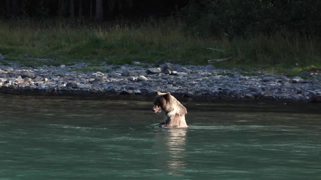 Kenai River bears