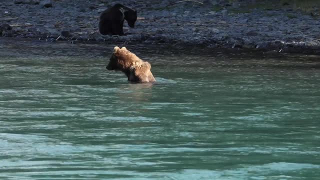 Kenai River bears