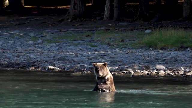 Kenai River bears