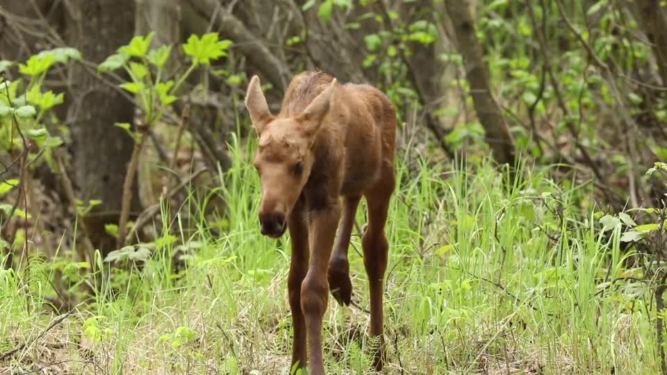 moose calf walking