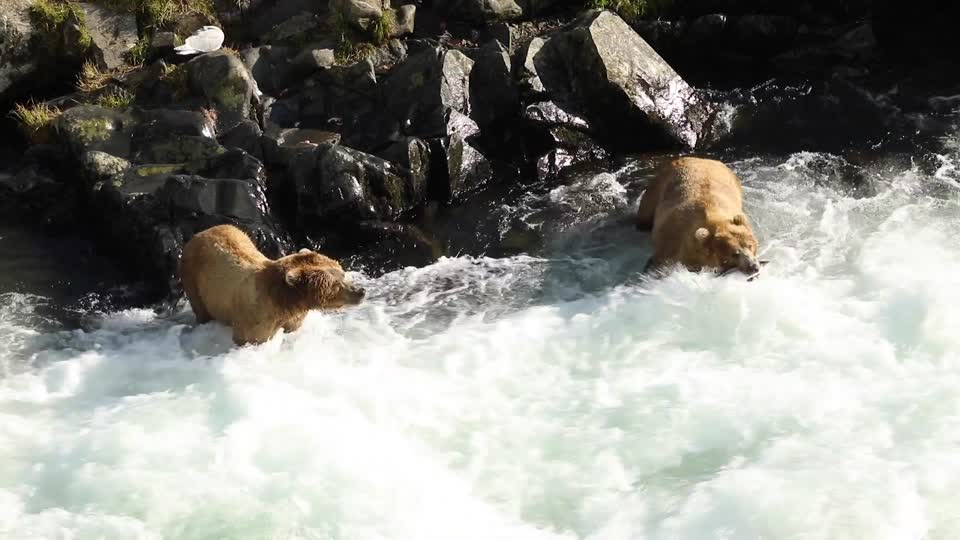 Kodiak brown bears fishing for salmon
