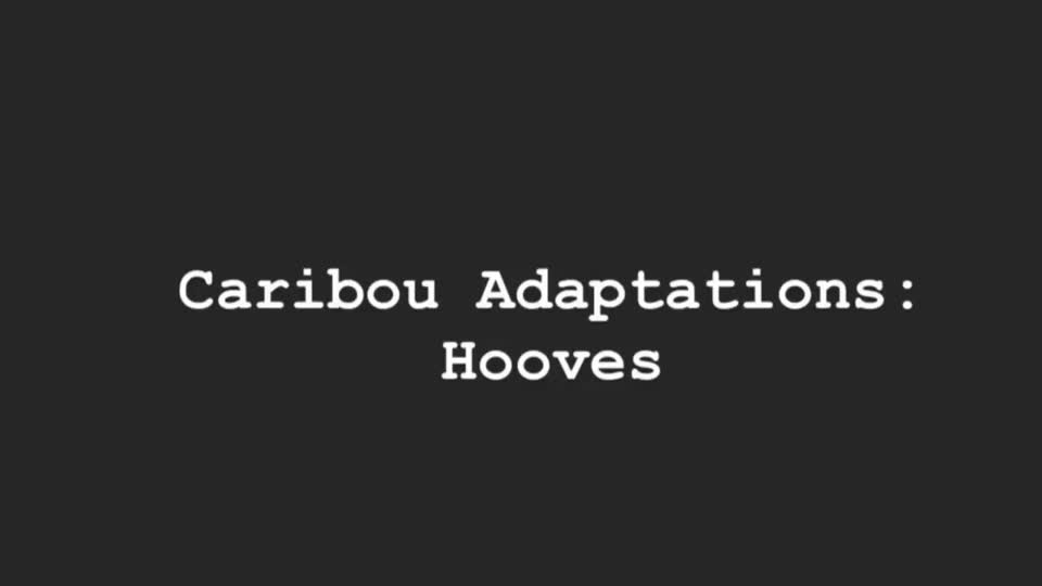 Caribou Hoof Adaptations sketch