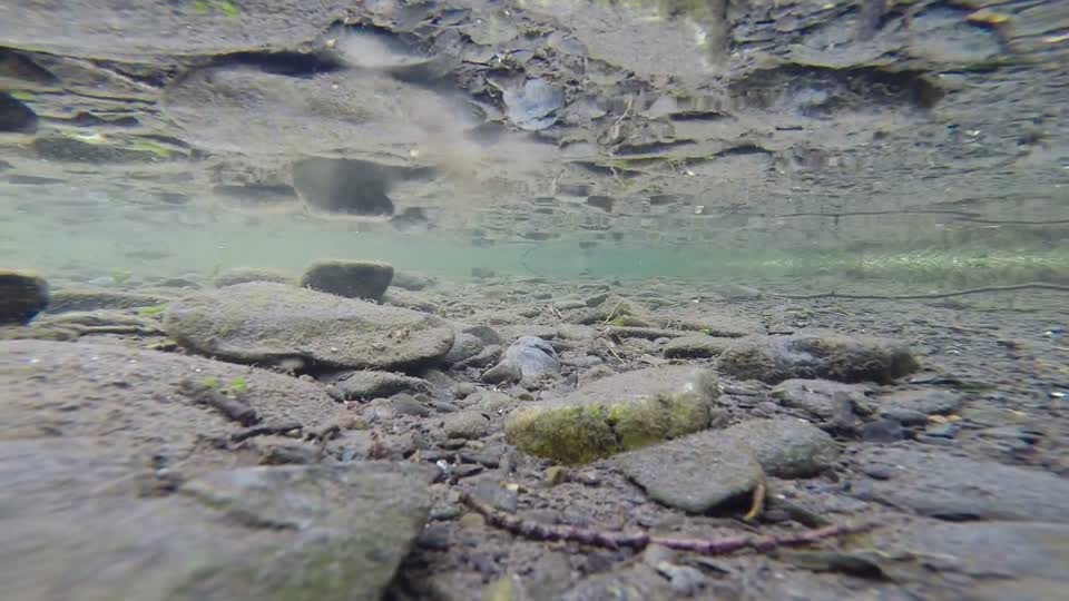 Russian River juvenile salmonids