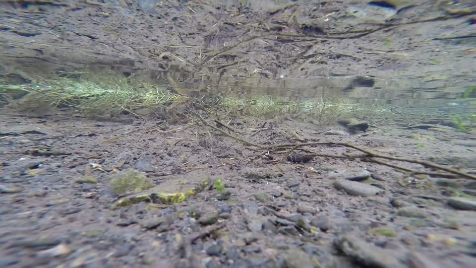 Russian River juvenile salmonids