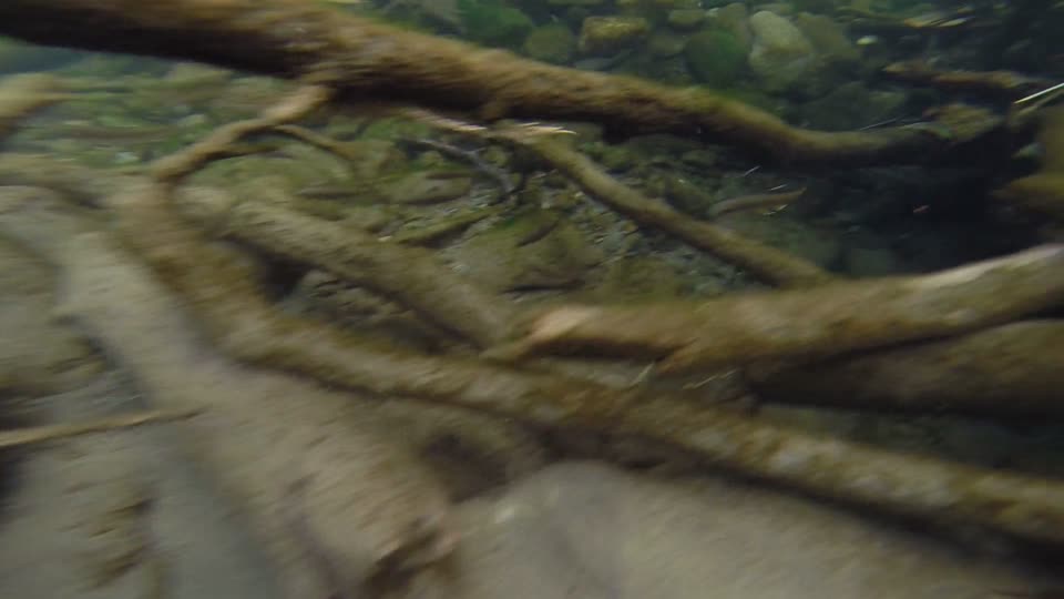 juvenile salmon love wood!