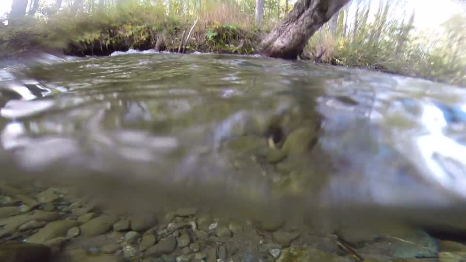 Coho salmon close up