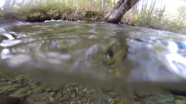 Coho salmon close up