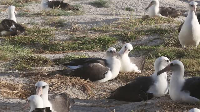 Wisdom (right) sitting on egg while preening her mate