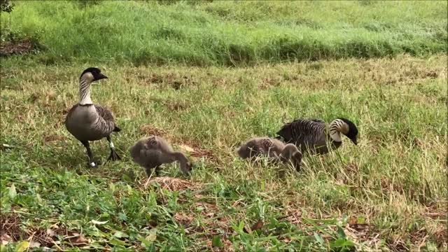 Nēnē, Branta sandvicensis, an endangered endemic bird in Hawai`i.