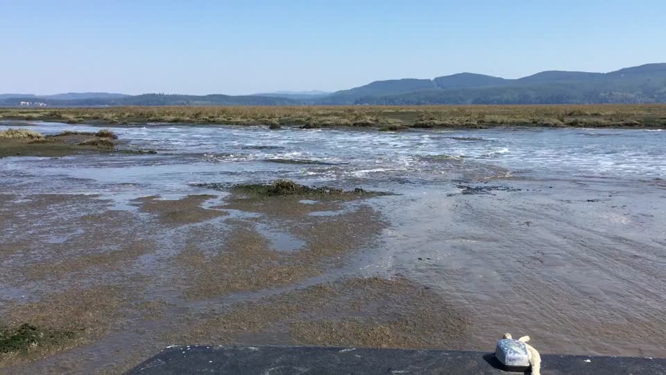 Airboat ride at Willapa Bay