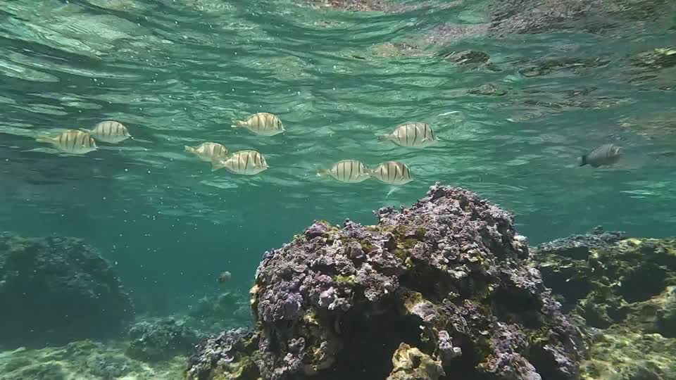 Reef fish at Midway Atoll