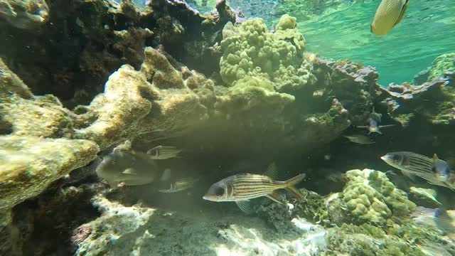 Reef fish at Midway Atoll
