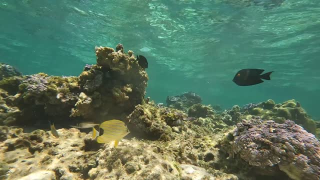 Reef fish at Midway Atoll