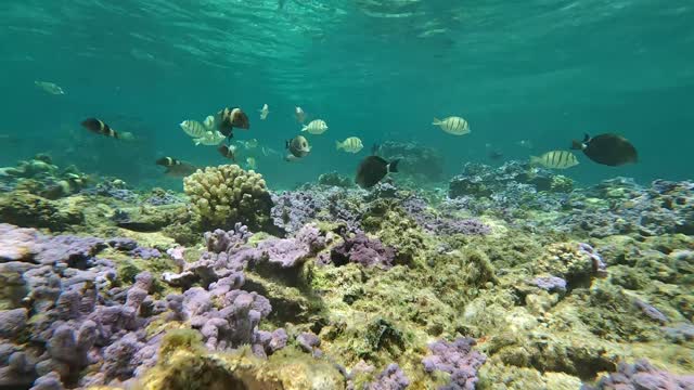 Reef fish at Midway Atoll