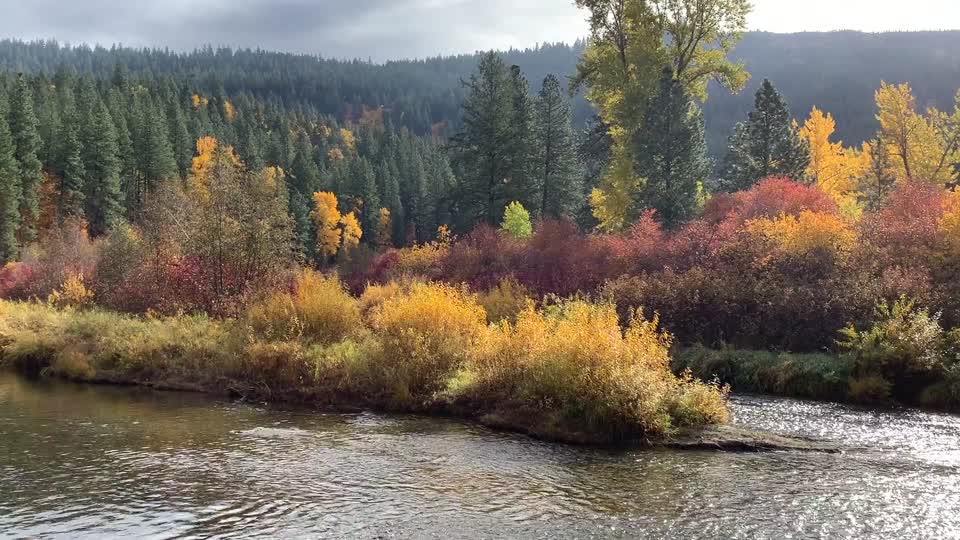 Spawning salmon, fall foliage at Icicle Creek