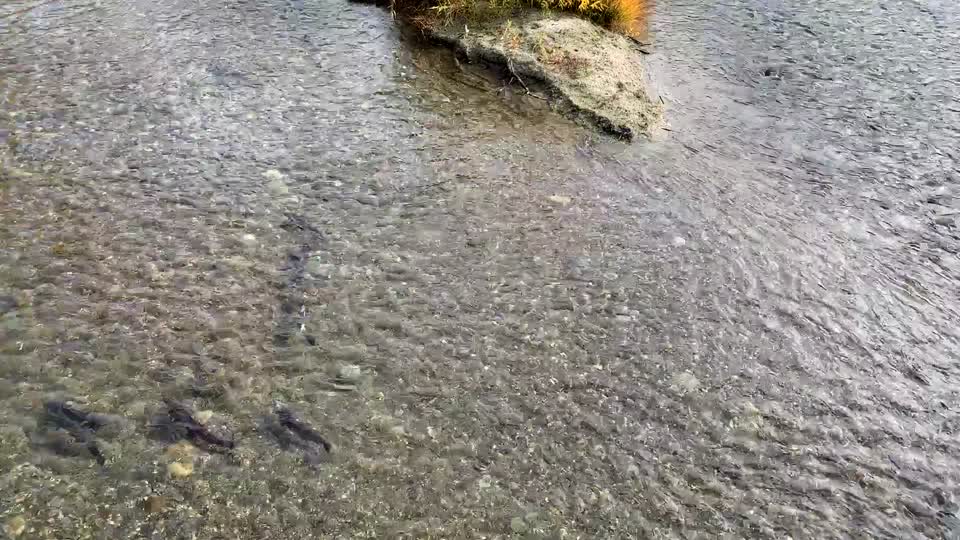 Spawning salmon, fall foliage at Icicle Creek