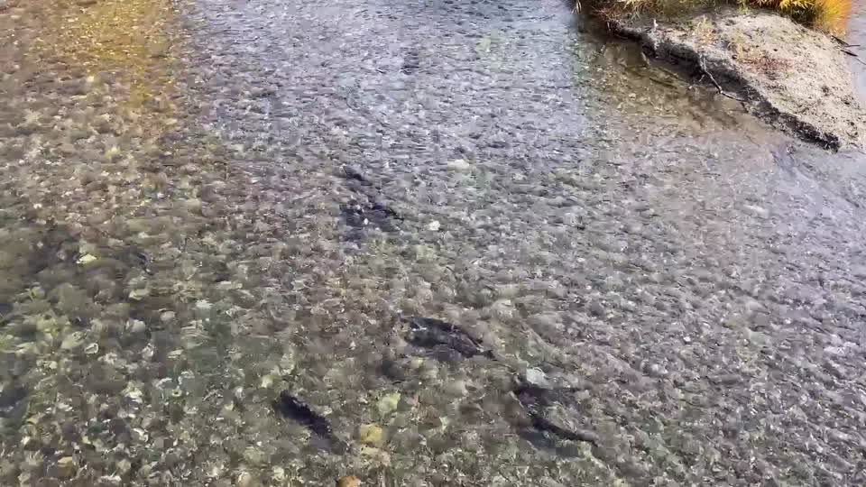 Spawning salmon, fall foliage at Icicle Creek
