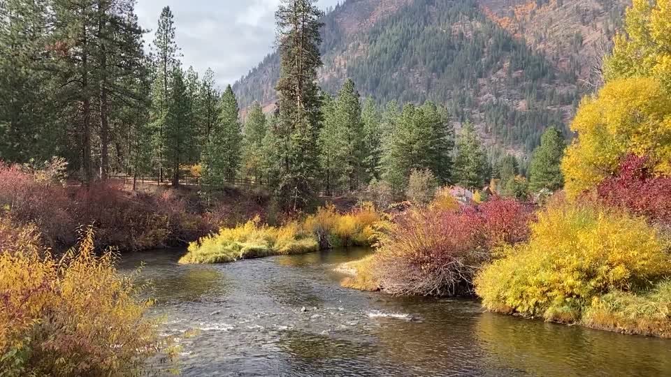 Spawning salmon, fall foliage at Icicle Creek