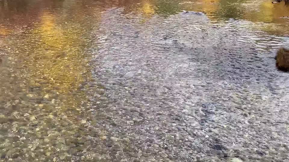 Spawning salmon, fall foliage at Icicle Creek