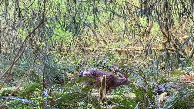 Deer grazing, Olympic National Park
