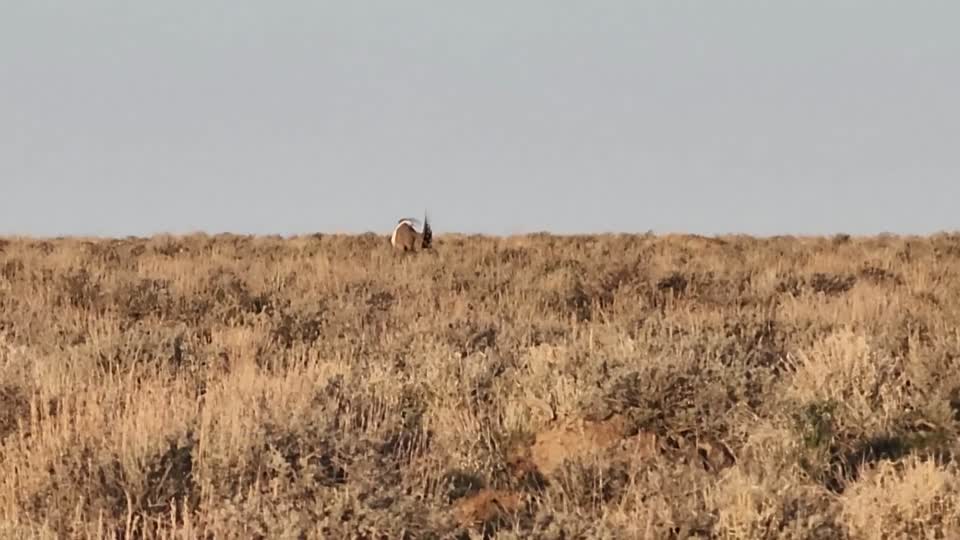Greater sage-grouse at Hart Mountain lek
