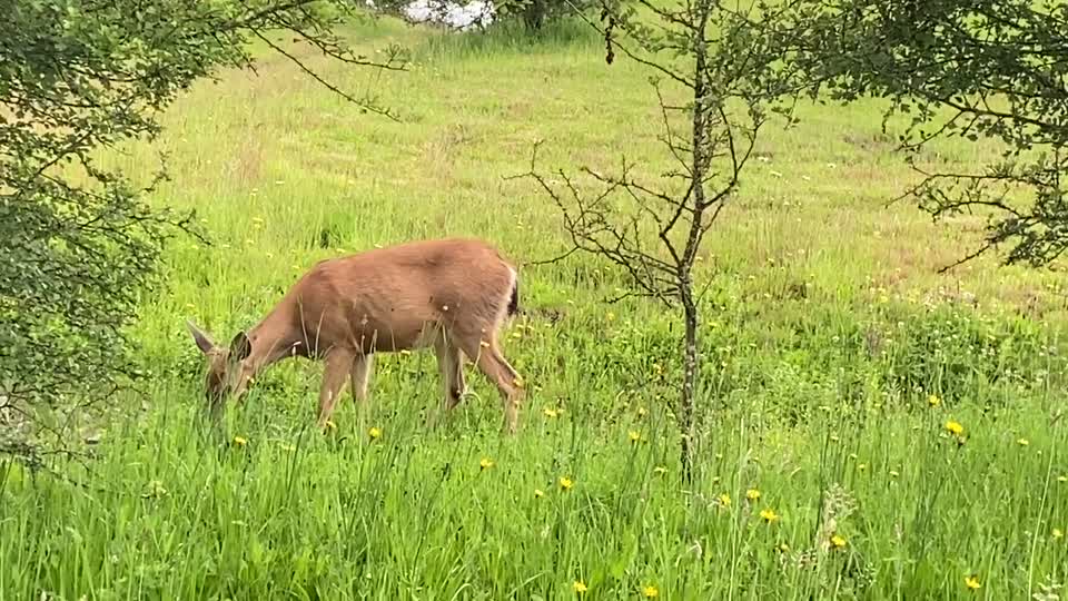 Deer grazing at Ridgefield