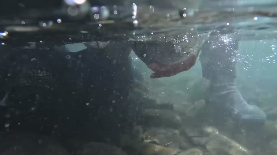 Sockeye release in the Elwha River