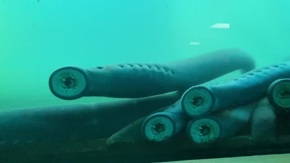 Migrating Pacific lamprey