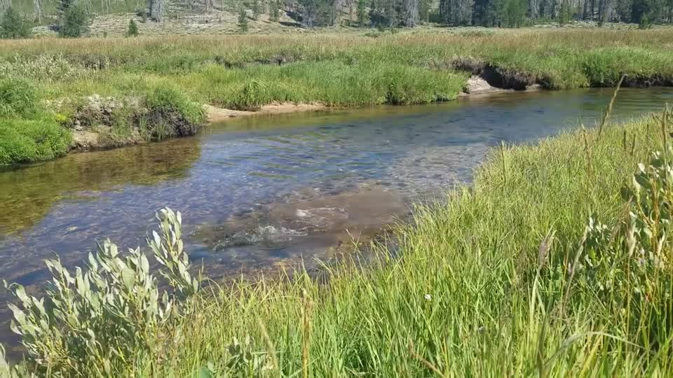 Salmon spawning in Idaho