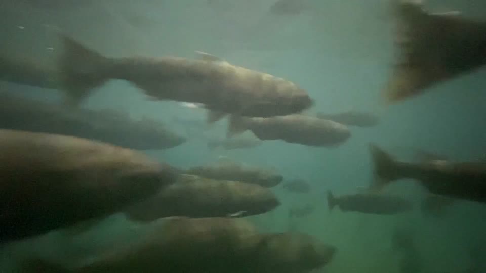 Chinook at Little White Salmon hatchery