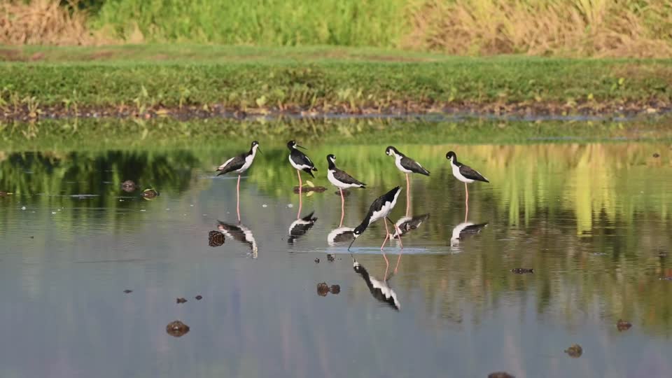 Hawaiian stilts, ae‘o