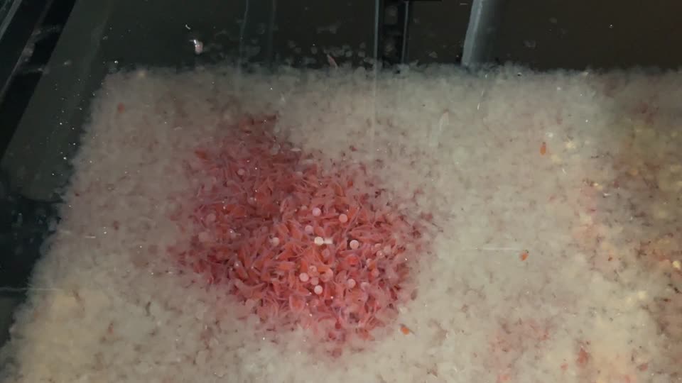 Hatching salmon sac fry