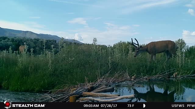 Mule deer passes a BDA on stream restoration project Utah. Clint Wirick USFWS