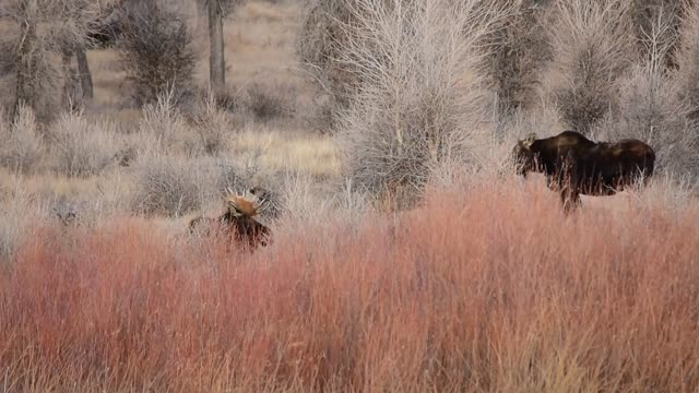 Moose at Seedskadee National Wildlife Refuge