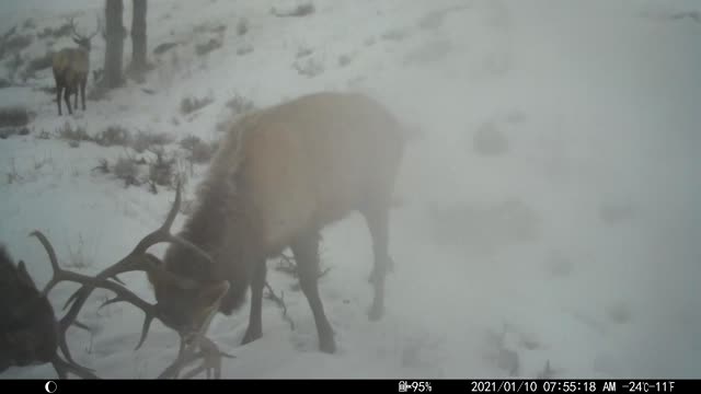 Caught on Camera!
