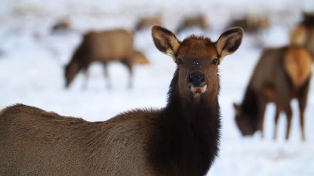 Lots of Elk!