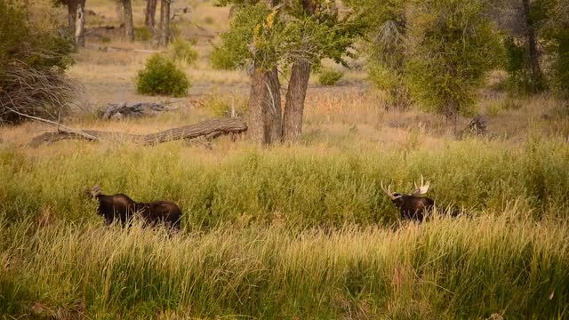Moose at Seedskadee National Wildlife Refuge