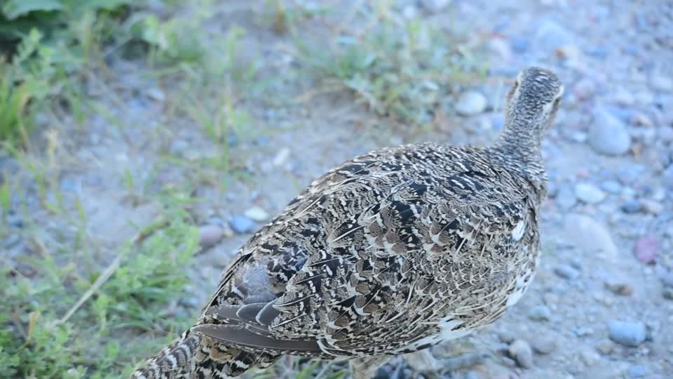 Greater sage grouse at Seedskadee NWR 21