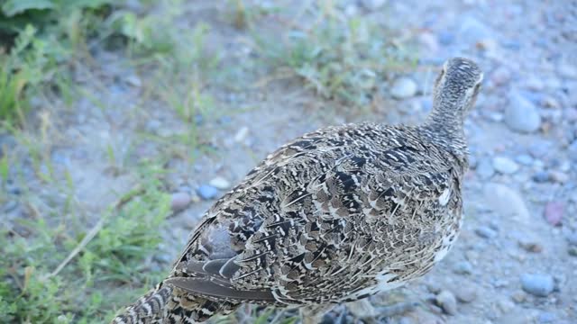 Greater sage grouse at Seedskadee NWR 21