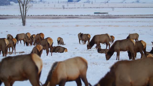 Sleigh Rides on the National Elk Refuge