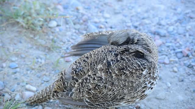 Greater sage grouse at Seedskadee National Wildlife Refuge