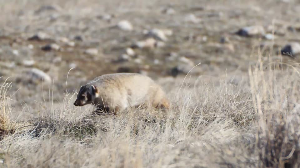 Badger on the National Elk Refuge