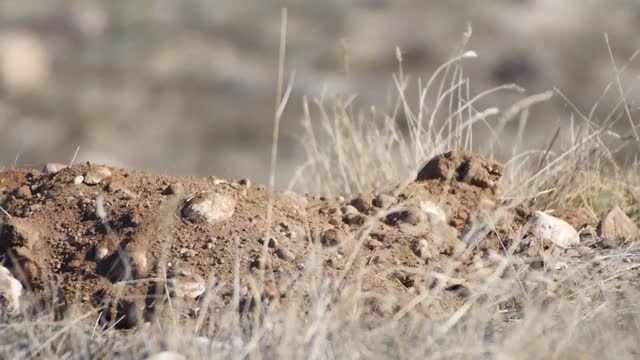 Badger on the National Elk Refuge
