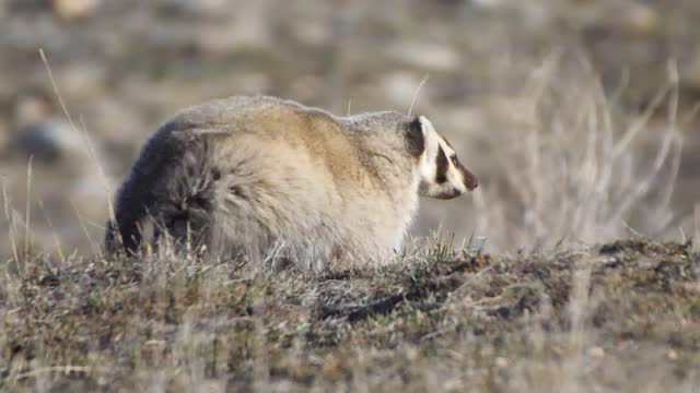 Badger on the National Elk Refuge