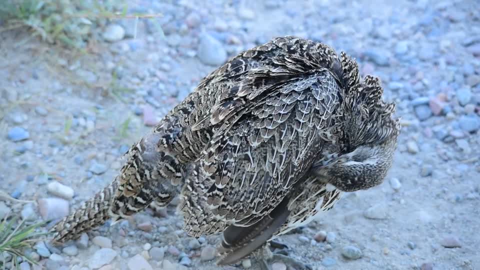 Greater sage grouse at Seedskadee National Wildlife Refuge