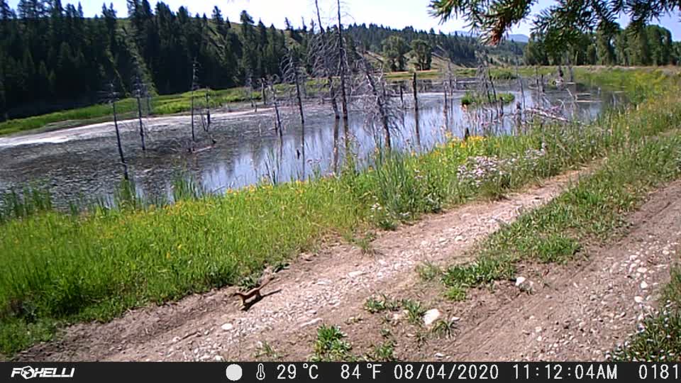 Weasel on Trail Camera