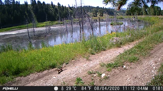 Weasel on Trail Camera
