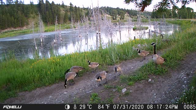 Canada Geese on Trail Camera