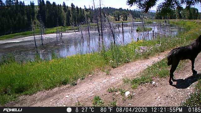 Wolf on Trail Camera