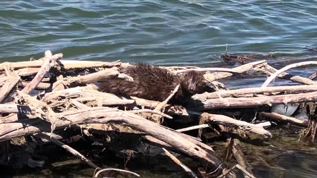 Mink at Seedskadee National Wildlife Refuge